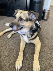 Toro the office dog